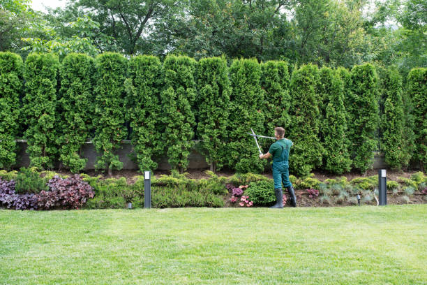 Best Organic Lawn Care Solutions  in Paris, TN